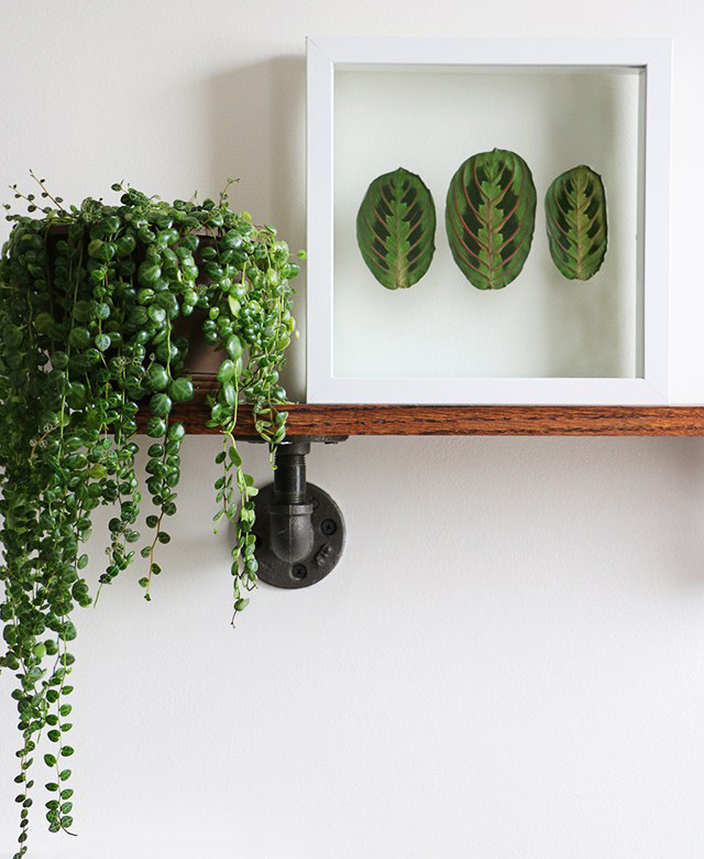 DIY Encadrer des feuilles vertes Encadrer feuilles vertes
