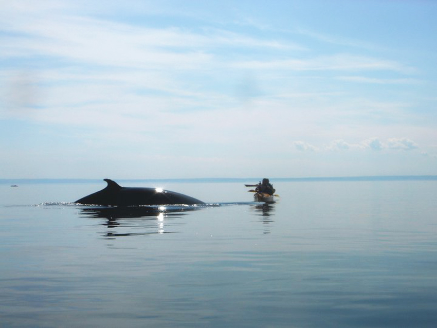 Observation baleines Québec