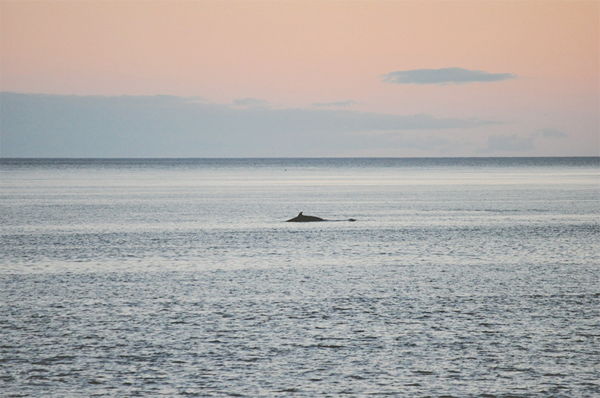 Observation baleines Québec